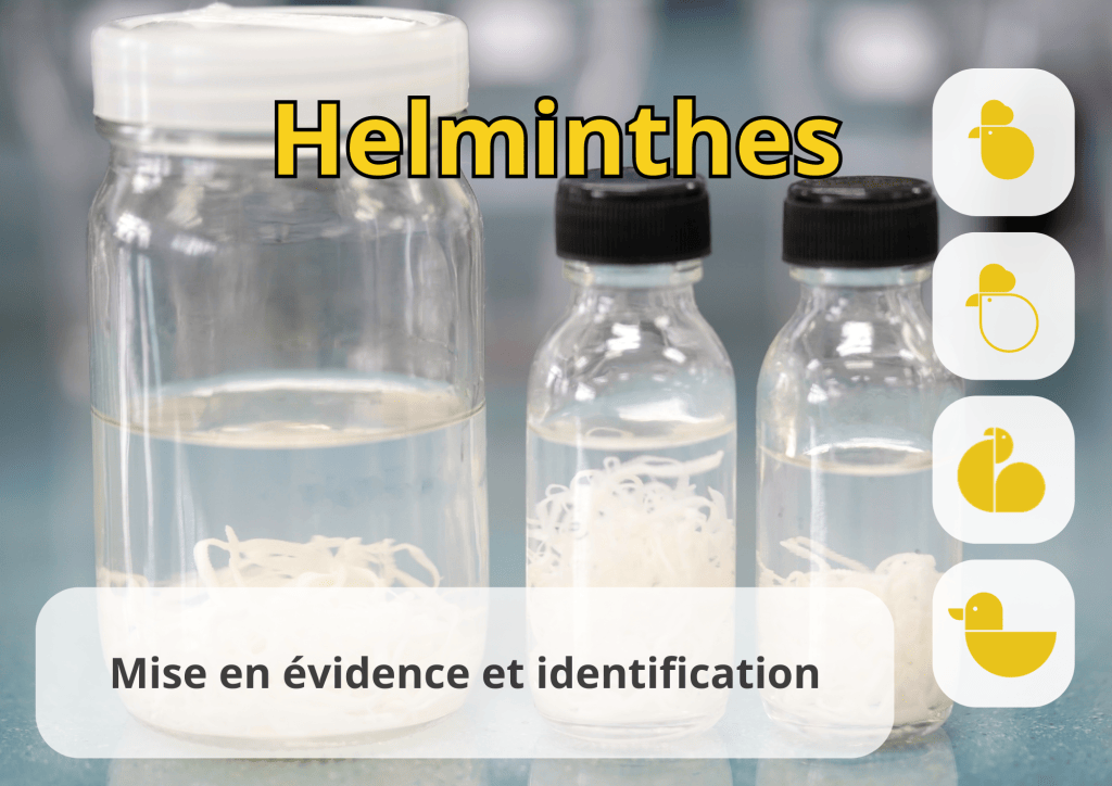 Bannière visuelle de présentation de la formation