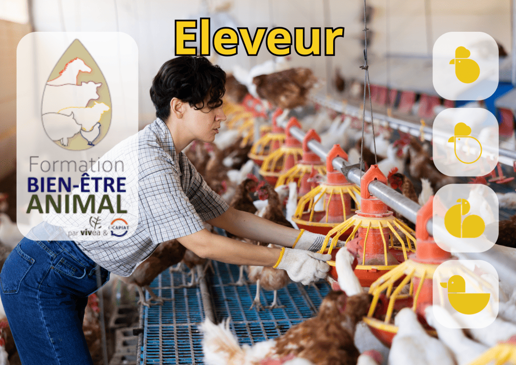 Bannière visuelle de présentation de la formation