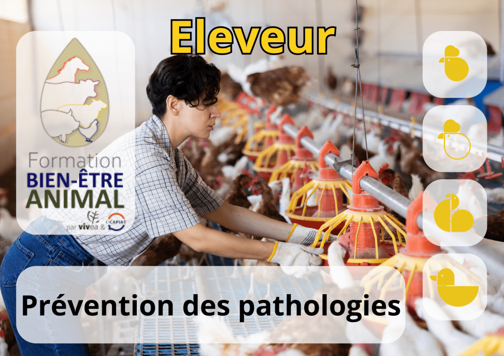 Bannière visuelle de présentation de la formation