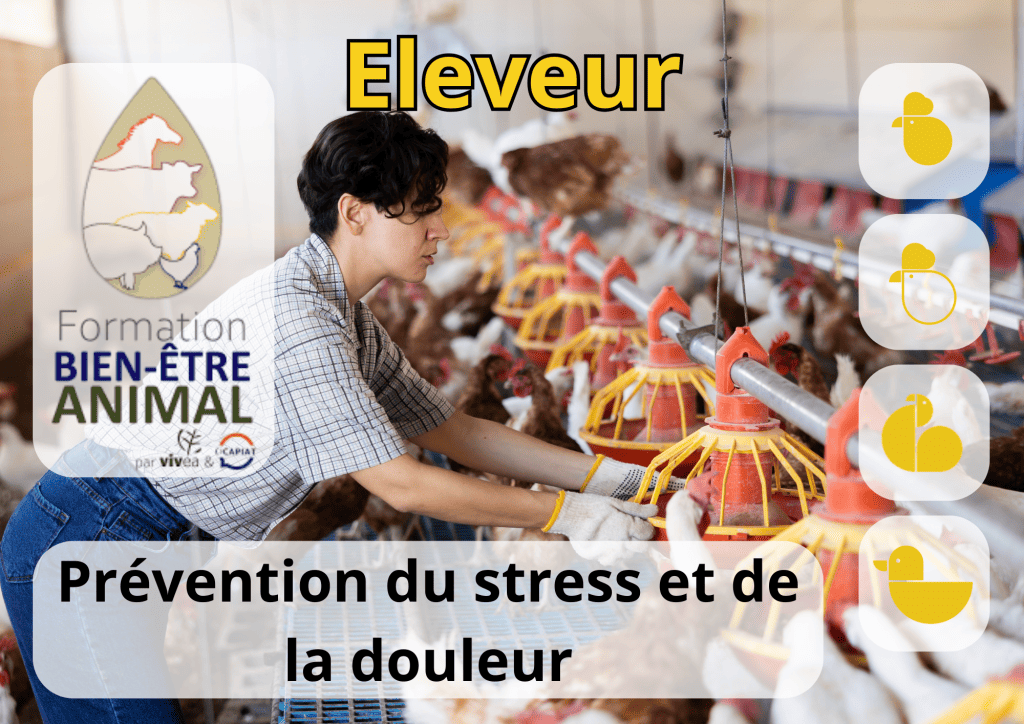 Bannière visuelle de présentation de la formation