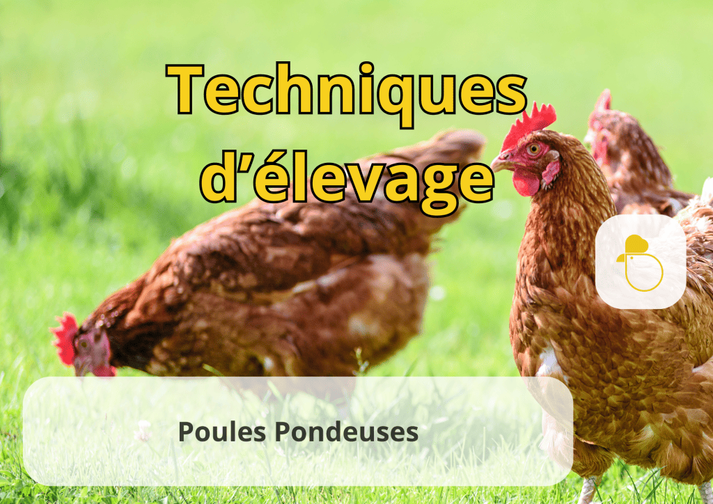 Bannière visuelle de présentation de la formation