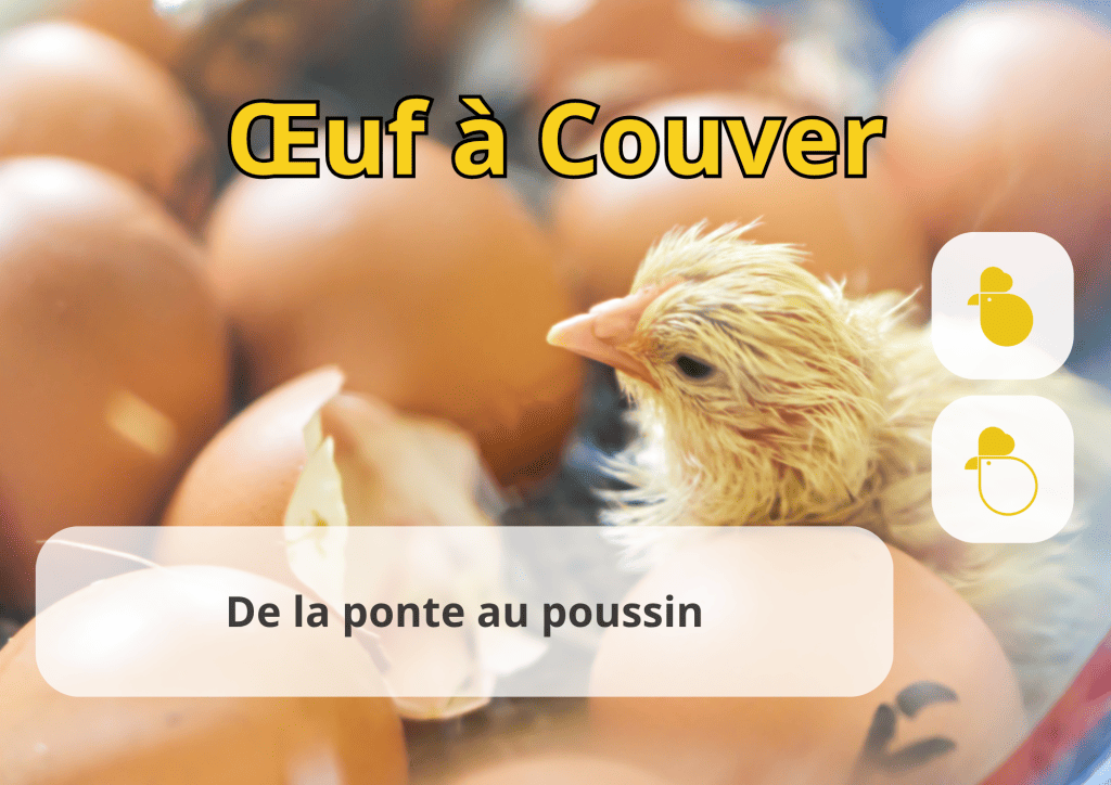 Bannière visuelle de présentation de la formation