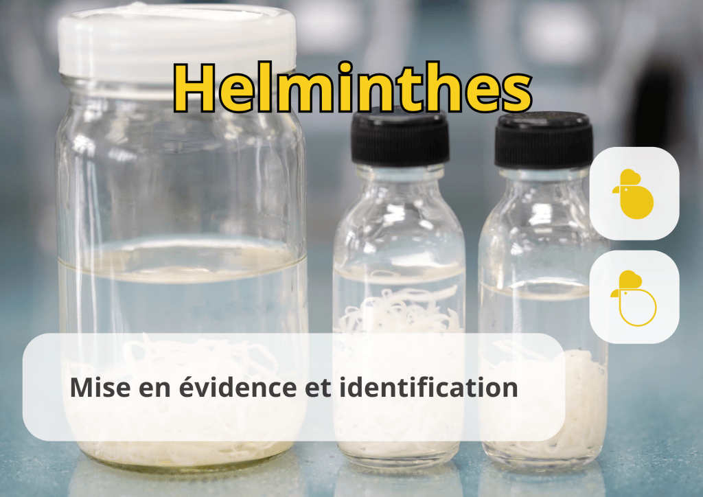 Bannière visuelle de présentation de la formation