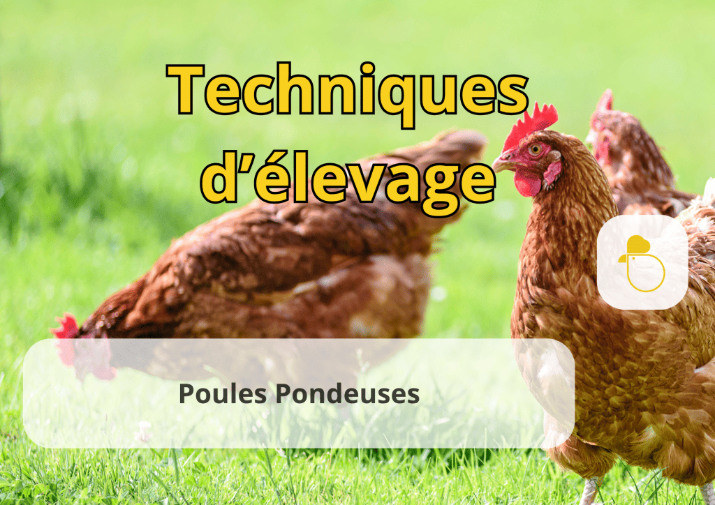 Bannière visuelle de présentation de la formation