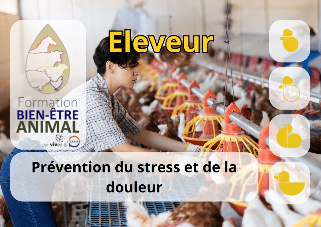 Bannière visuelle de présentation de la formation