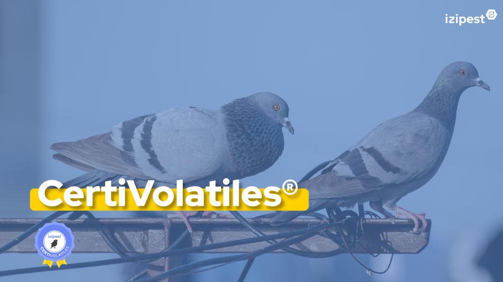 Bannière visuelle de présentation de la formation