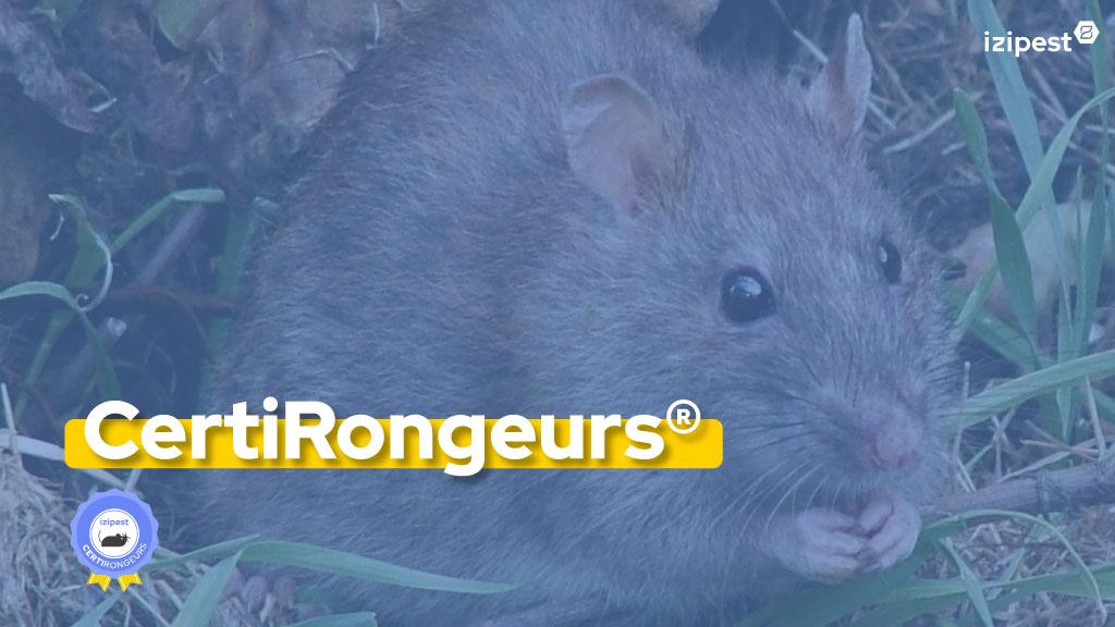 Bannière visuelle de présentation de la formation