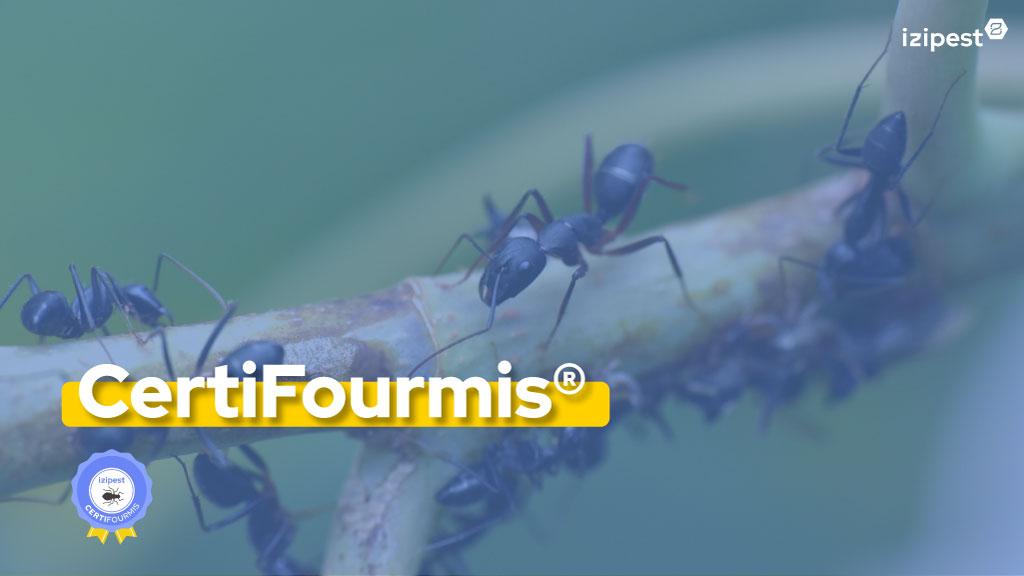 Bannière visuelle de présentation de la formation