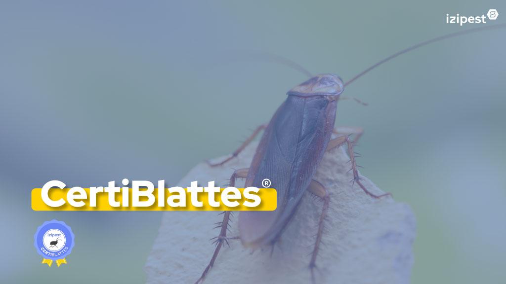 Bannière visuelle de présentation de la formation