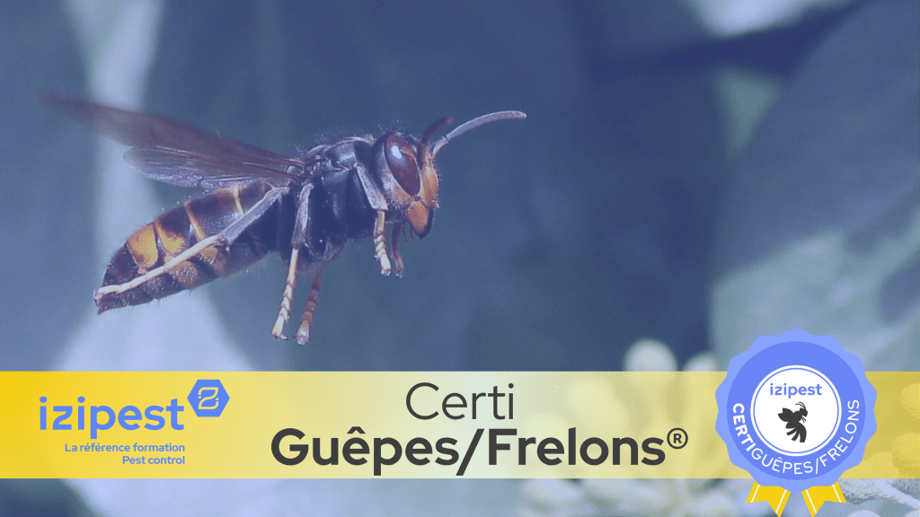 Bannière visuelle de présentation de la formation