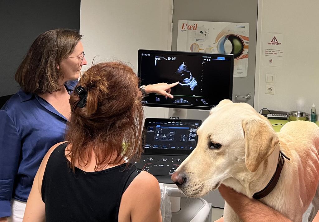 Bannière visuelle de présentation de la formation