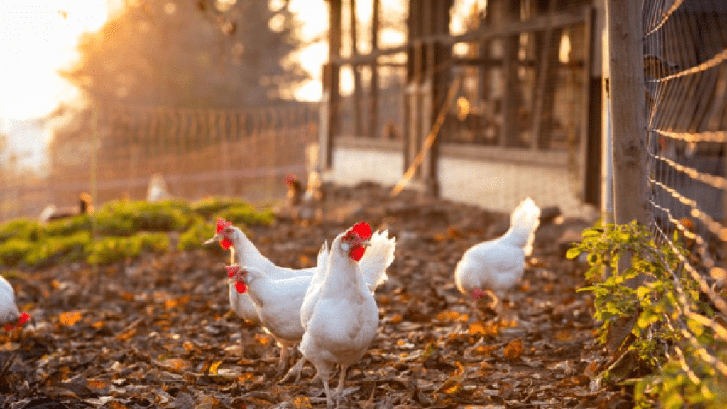 Bannière visuelle de présentation de la formation