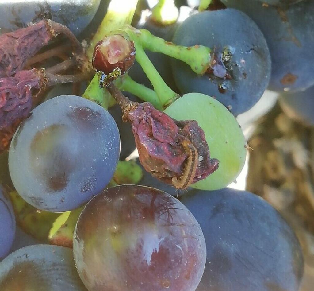 Bannière visuelle de présentation de la formation