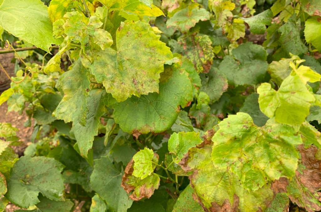 Bannière visuelle de présentation de la formation